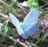 Polyommatus icarus